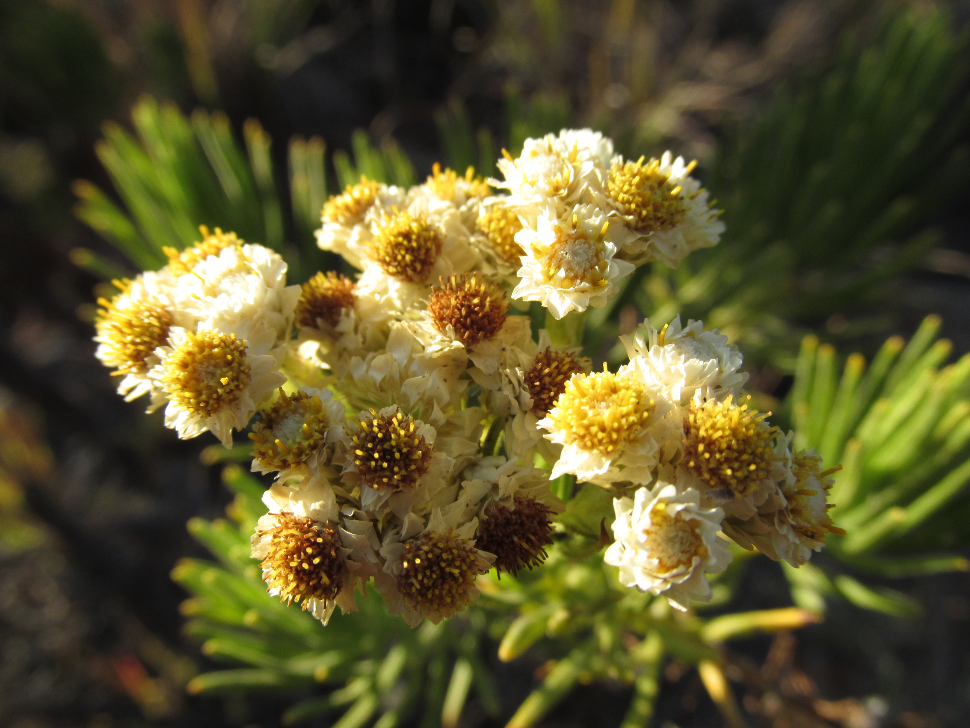 Rare endemic plant species in Indonesia